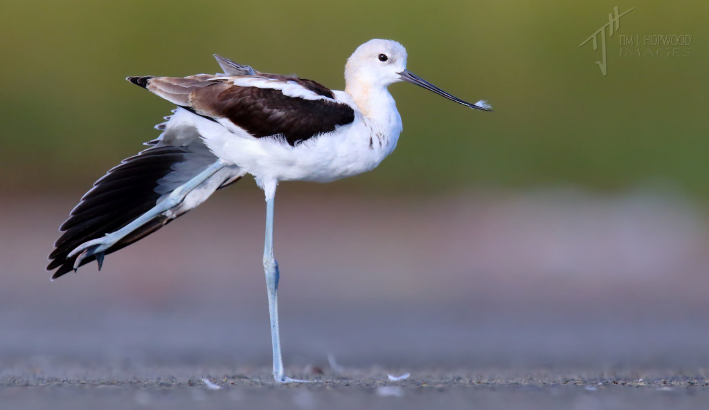 An American Avocet going the full stretch! 
