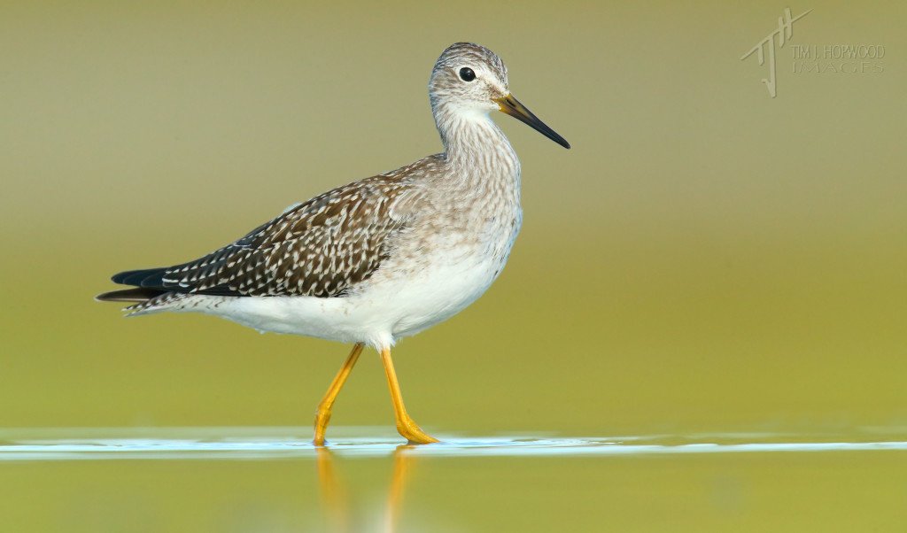 A Lesser Yellowlegs - a pretty common site in these parts in late summer.