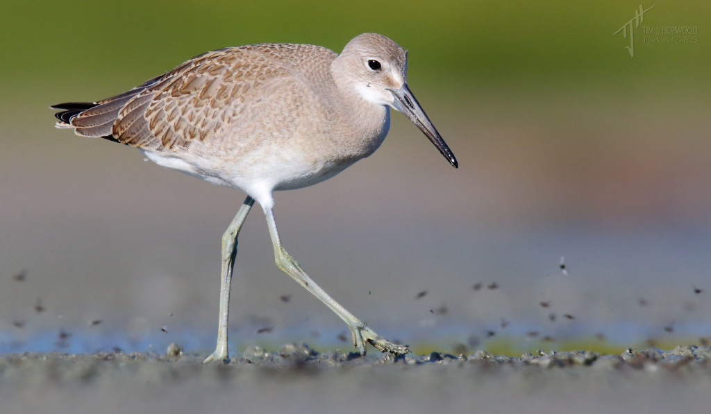 A Willet chasing sand-flies.