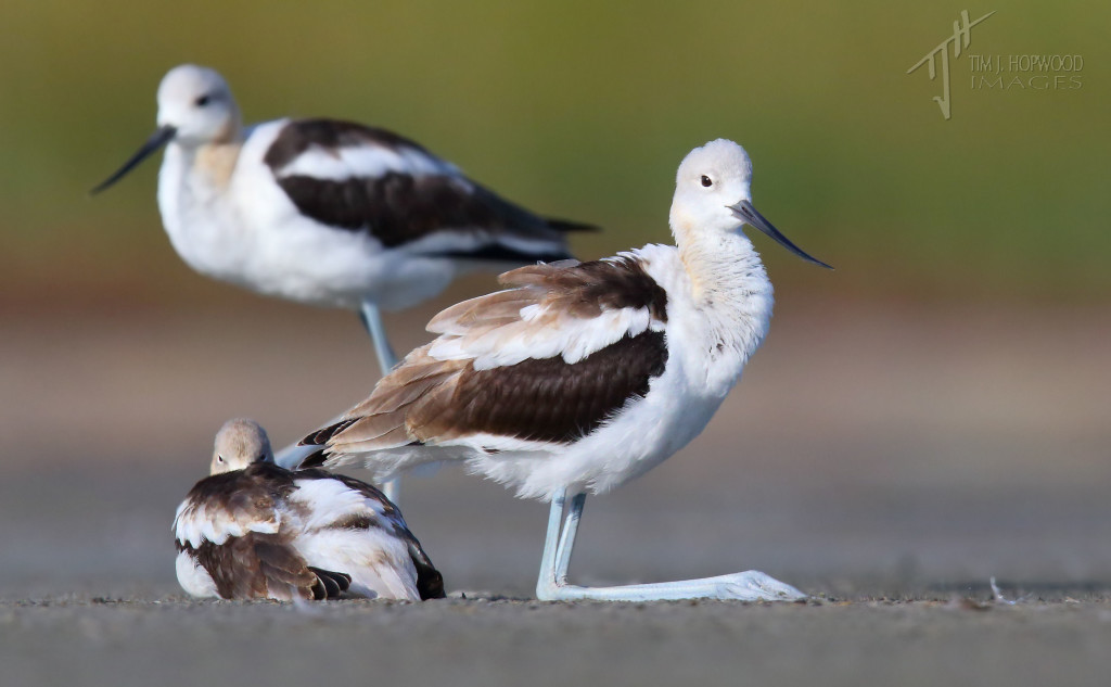 A trio of Avocets in various states of repose. The 'knee sit' was a new one for me!