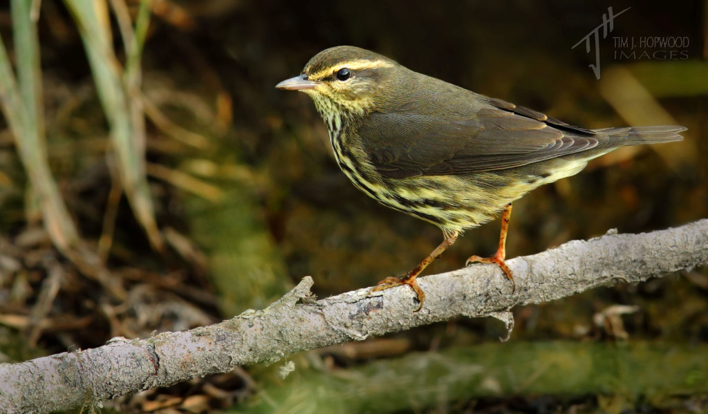 A nice bonus - a Northern Waterthrush that made a brief appearance while I photographed the soras.