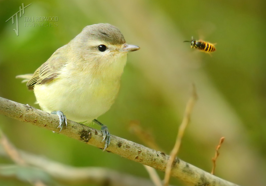 Warbling Vireo - I didn't notice the yellowjacket wasp the vireo was eyeing off until I got home & reviewed my images. They appear to be looking at each other! 