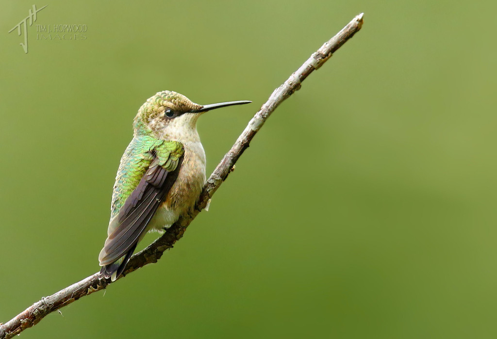 A female Ruby-throated Hummingbird...a nice surprise!
