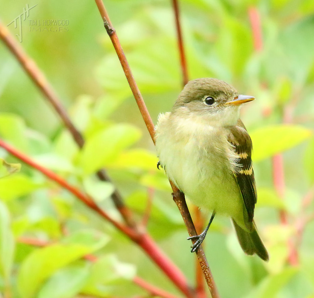 Another Willow Flycatcher?