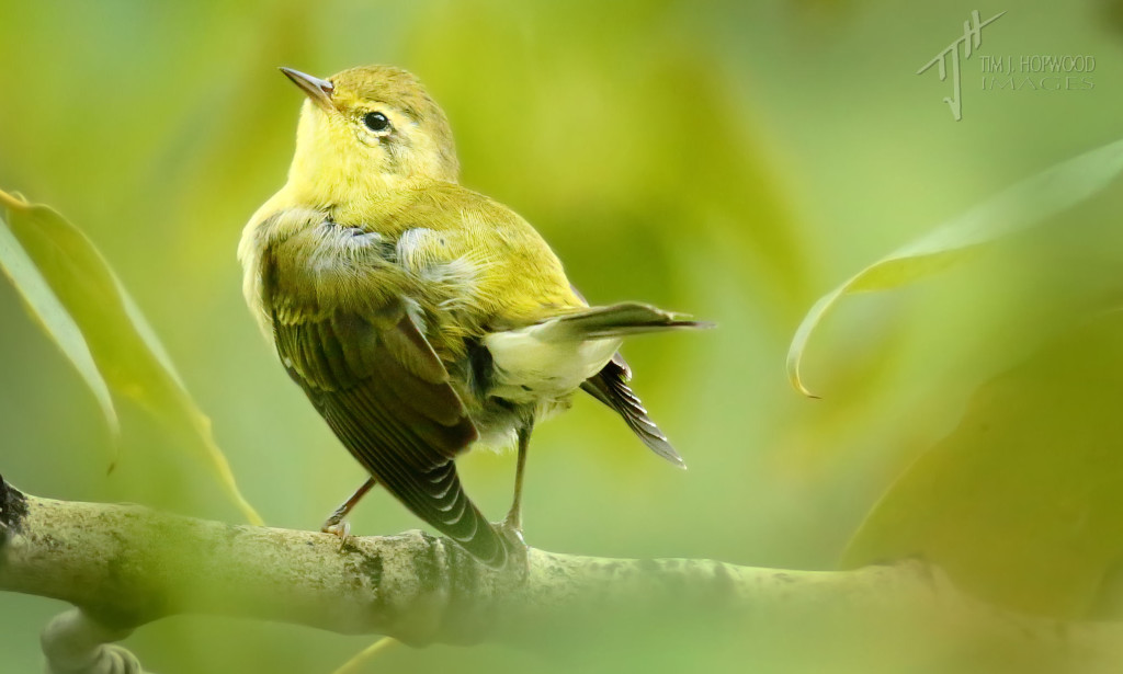 A Tennessee Warbler strikes a pose during preening.