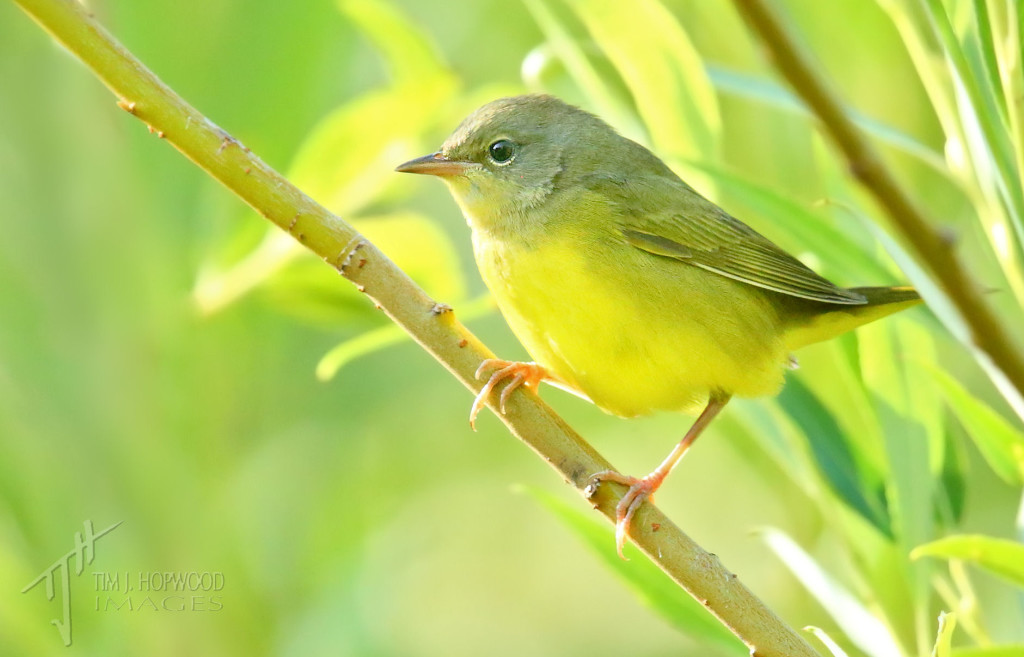 MacGillivray's Warbler - a nice surprise. Shame the sun was in the wrong spot :(
