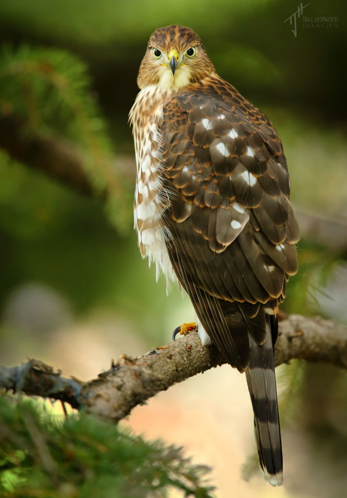 Cooper's Hawk - this juvenile has at least two siblings and had yet to develop a fear of humans like me.