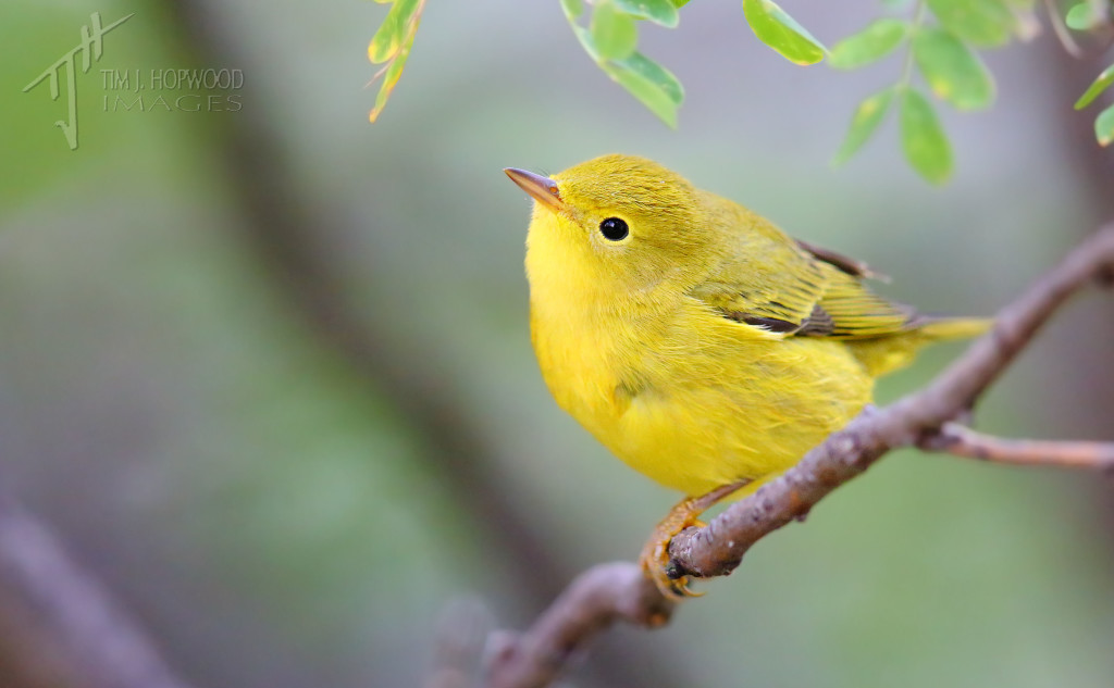 A young Yellow Warbler