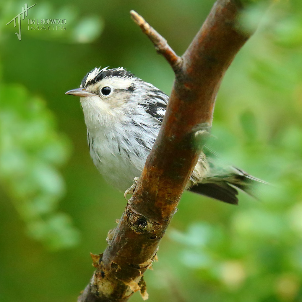 An elusive (for me) Black & White Warbler female.