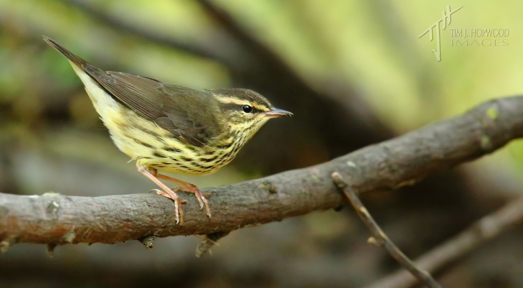 Northern Waterthrush - I found they like to skulk in the undergrowth but will occasionally pop up for a look around.