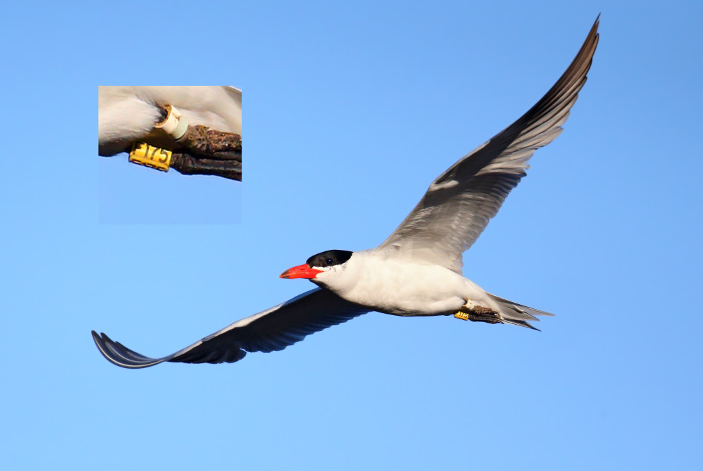 A big Caspian Tern that did a few loops of the boat launch then headed off. When I looked up the legbands I found it was banded in 2011 in Goose Bay, Washington.