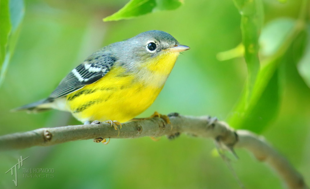 Magnolia Warbler - a pair of these fed in the trees next to my trailer.