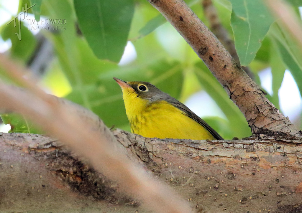 Alas, the one that got away...a Canada Warbler just was just too flighty for me to get a decent shot...next time!!