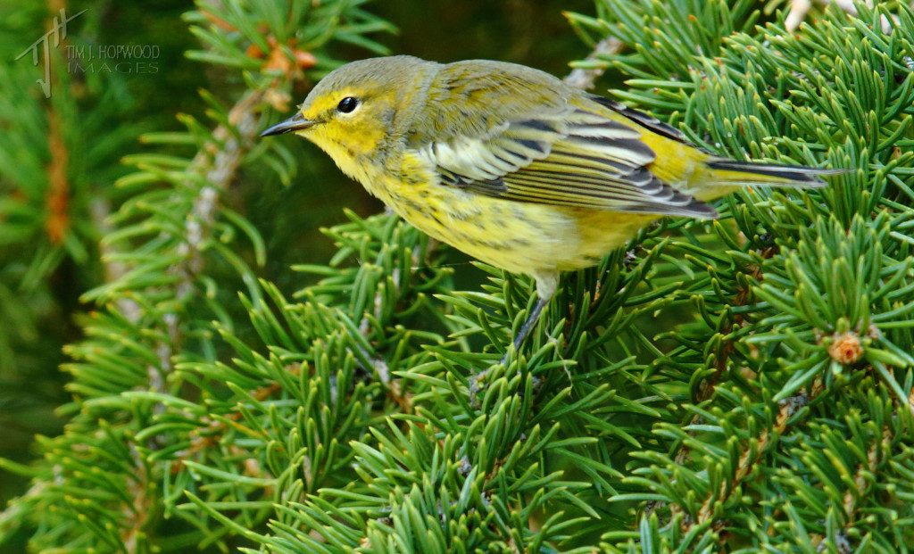 Cape May Warbler well on its way to non-breeding plumage