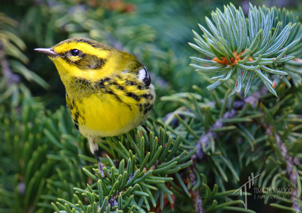 Townsend's Warbler - easily the best looks I've ever got of one of these.
