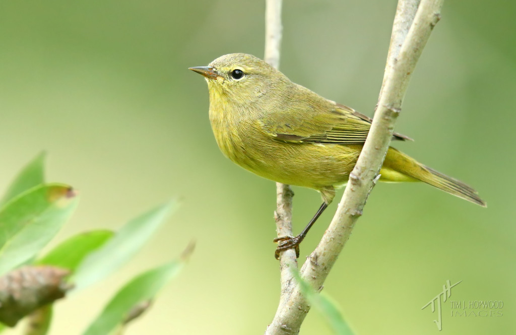 Orange-crowned Warbler - had to refer to a few guides to ID this one!