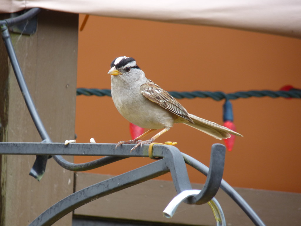 White-crowned sparrow. Yep, the crown is white. 