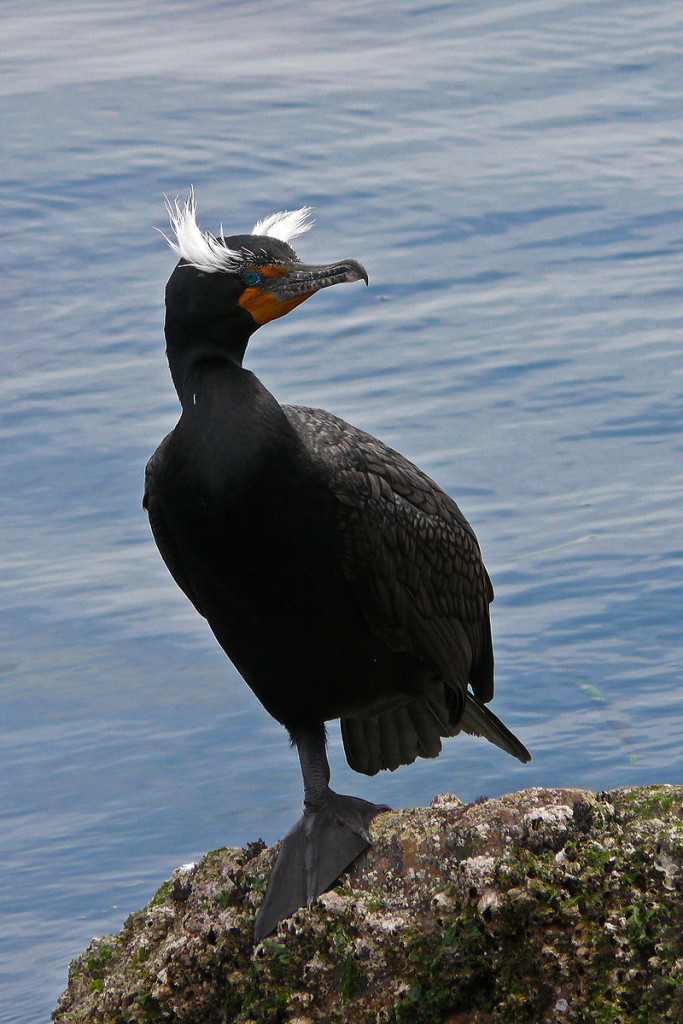Double-crested Cormorant during breeding season. Photo by Michael L. Baird. CC license.