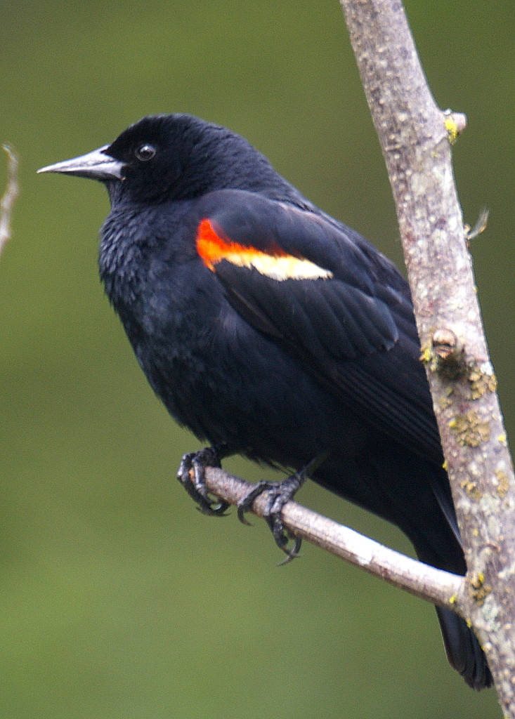 RW Blackbird, male. Photo by Garry Davey.