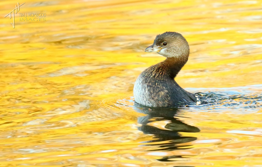 This grebe motored along half-submerged like this for several seconds at a time.