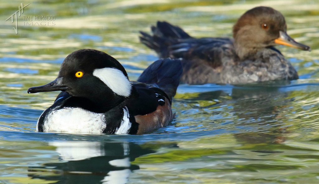A pair of Hooded Mergansers - male in front, female at back