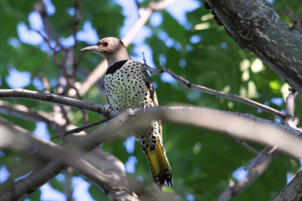A Northern Flicker was a surprise visitor one sunny September afternoon.