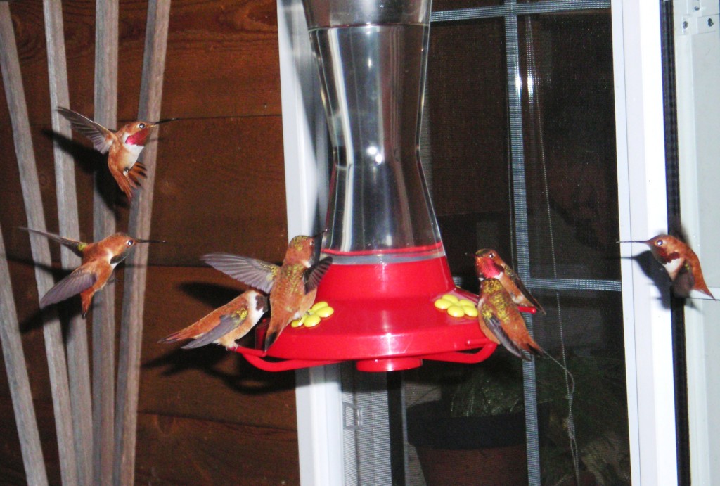 Rufous hummers in the spring