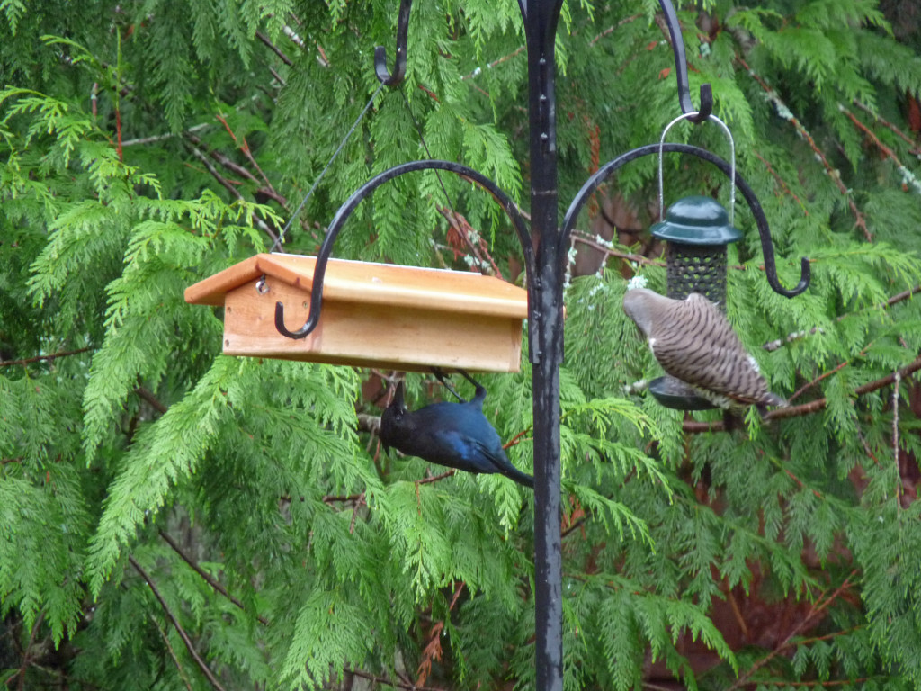 For a few days the jays jumped up and grabbed small bites. Then, this happened! 