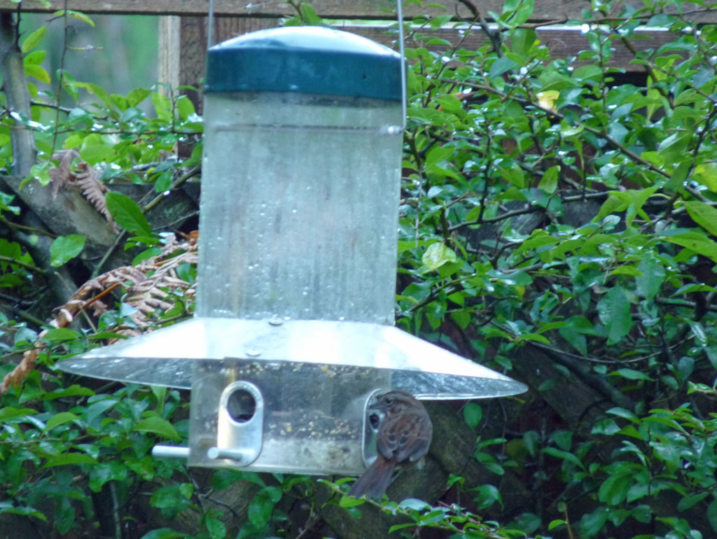 Song Sparrow demonstrates use of shortened footrests