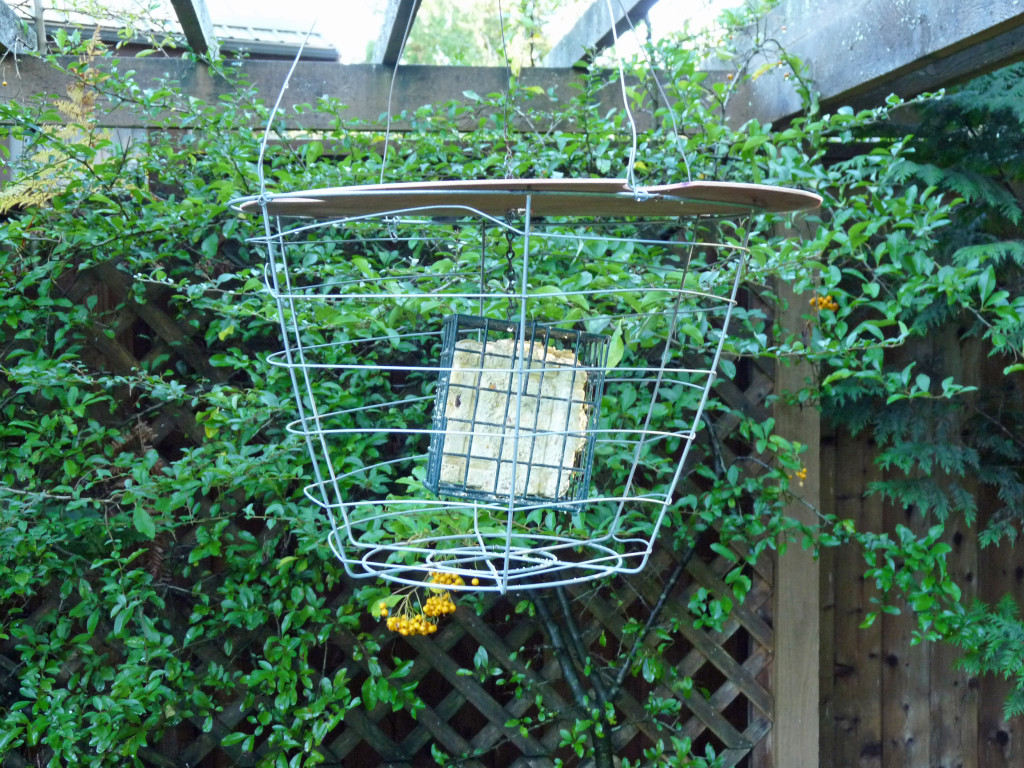 Contraption number ? Suet in a wire cage. 