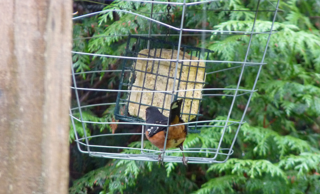 Spotted Towhee eating happily in the contraption 