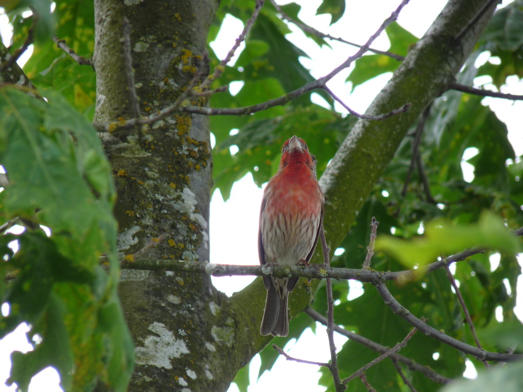 House Finch singing its heart out