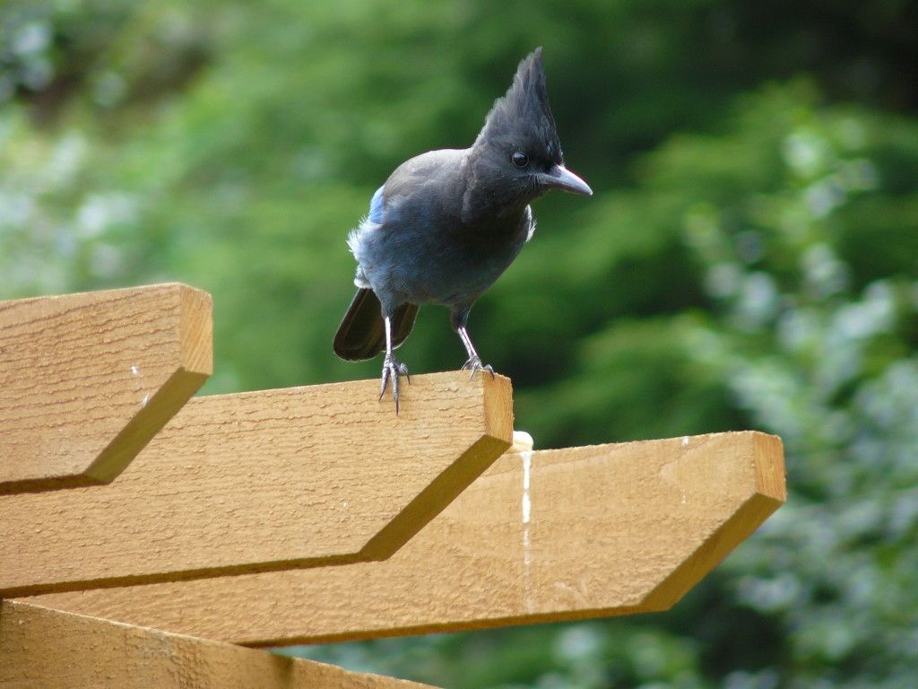 Steller's Jay waiting for his peanuts
