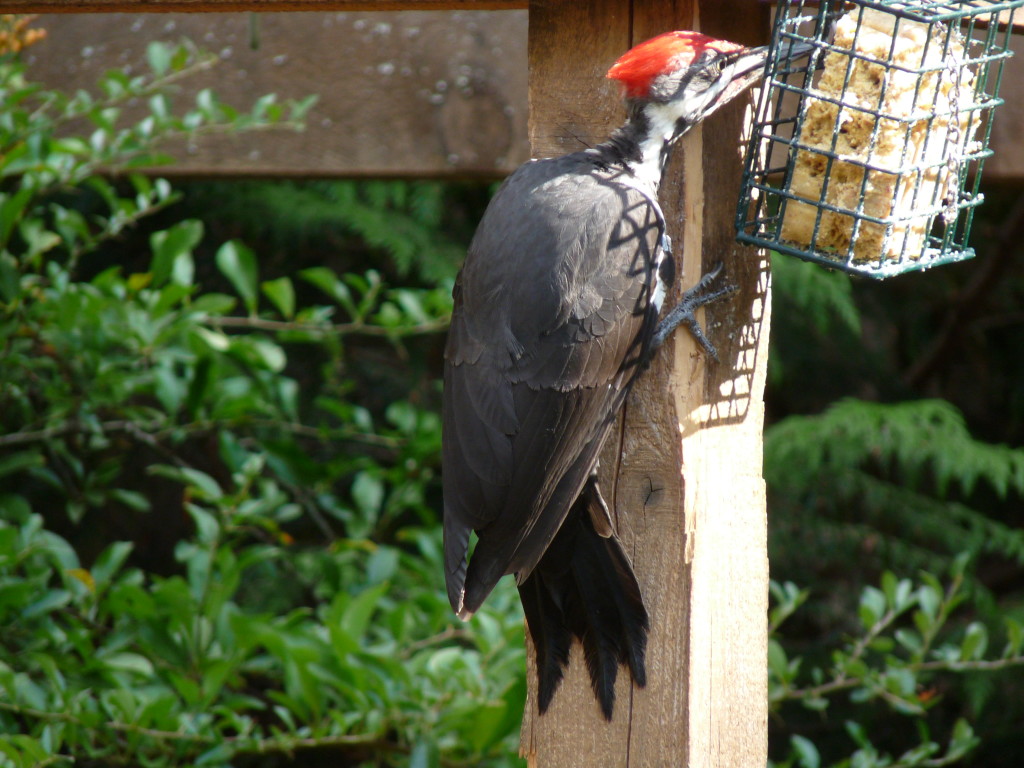Pileated Woodpecker. isn't he stunning?