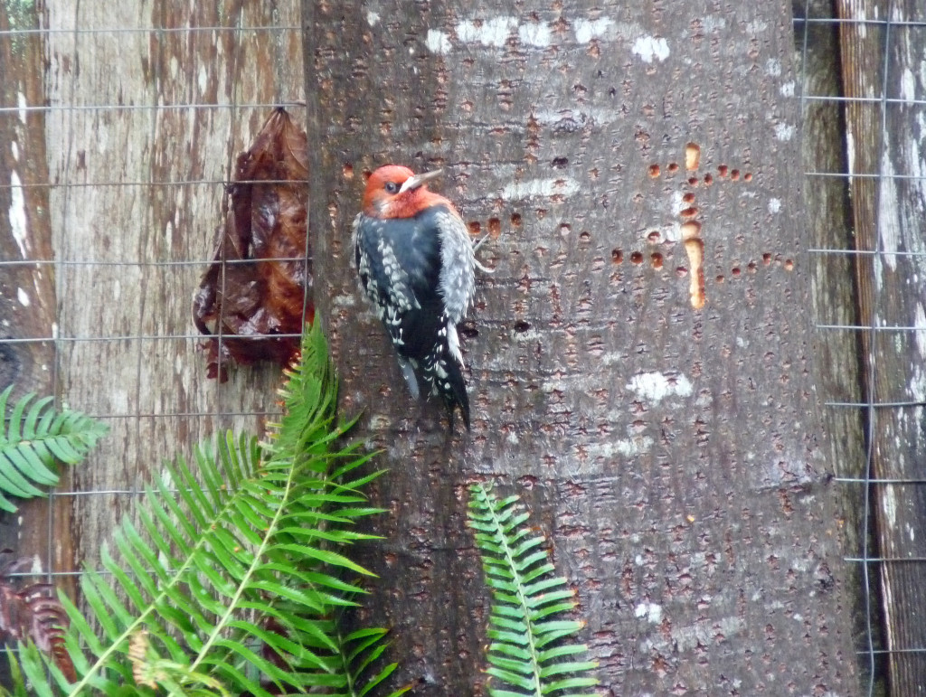 Red-breasted Sapsucker watching me watch it