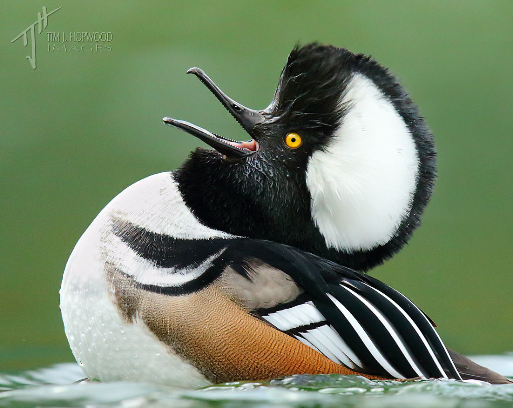 A Hooded Merganser drake mid-courtship display....but more about him later!