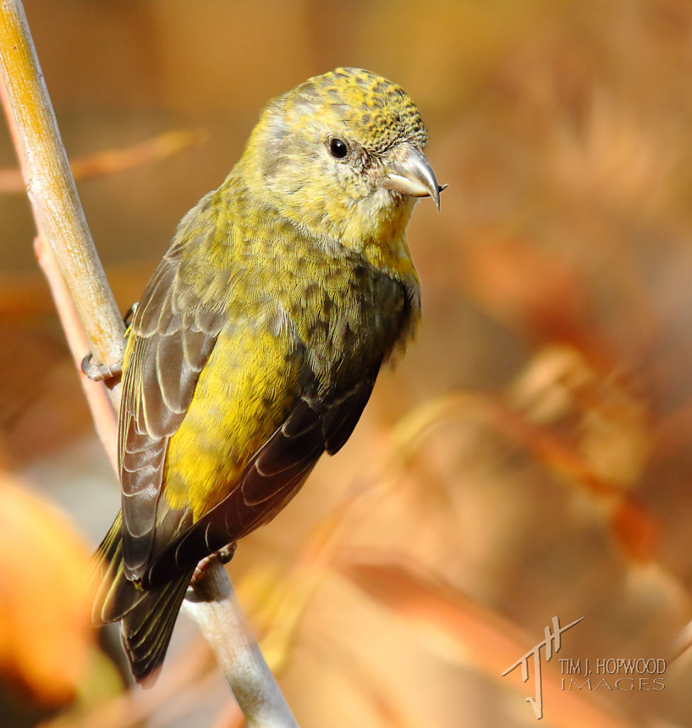 A female Red Crossbill