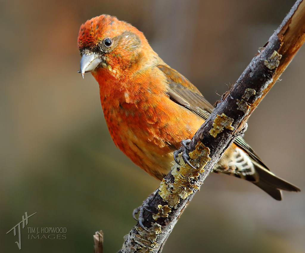 A male Red Crossbill