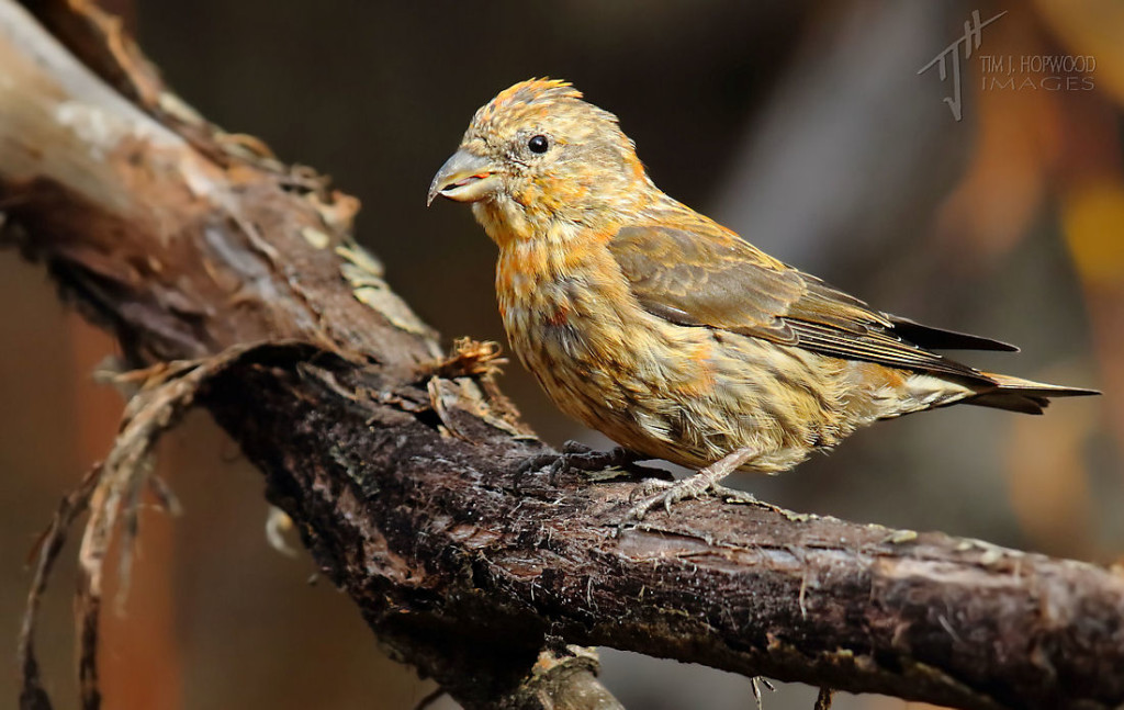 A juvenile male Red Crossbill