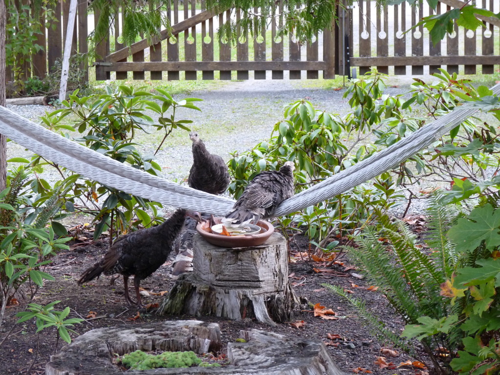 A Gabriola feral turkey, one of over 50 that live here, on our hammock