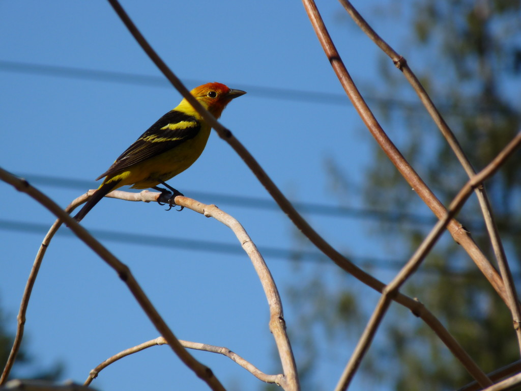 Western Tanager in breeding plumage. Surely that's beauty!