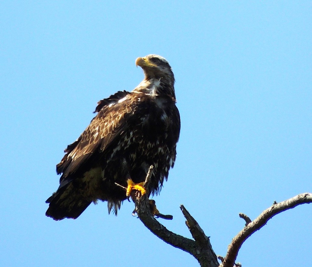 Bald Eagle, immature. Photo by Zulis Yalte.