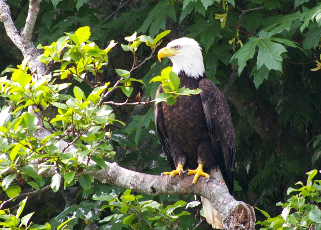 Bald Eagle. Photo by Garry Davey.