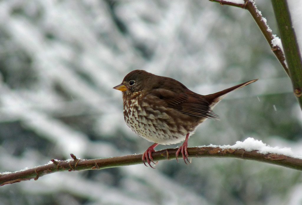 Fox Sparrow on a snowy day. Photo by Sharon McInnes. 