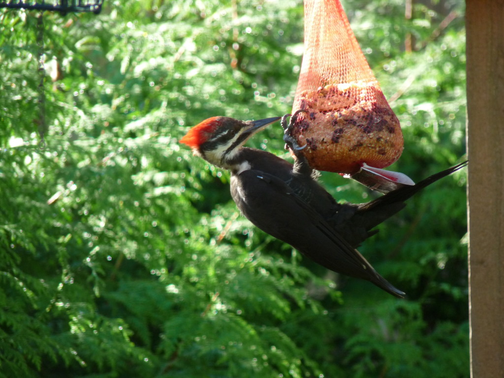 Pileated Woodpecker on suet ball. Photo by Sharon McInnes. 