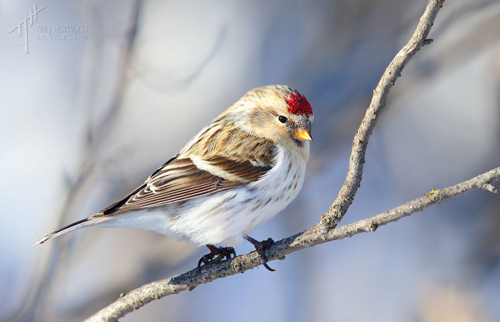 Hoary Redpoll? If yes, that would be a lifer.