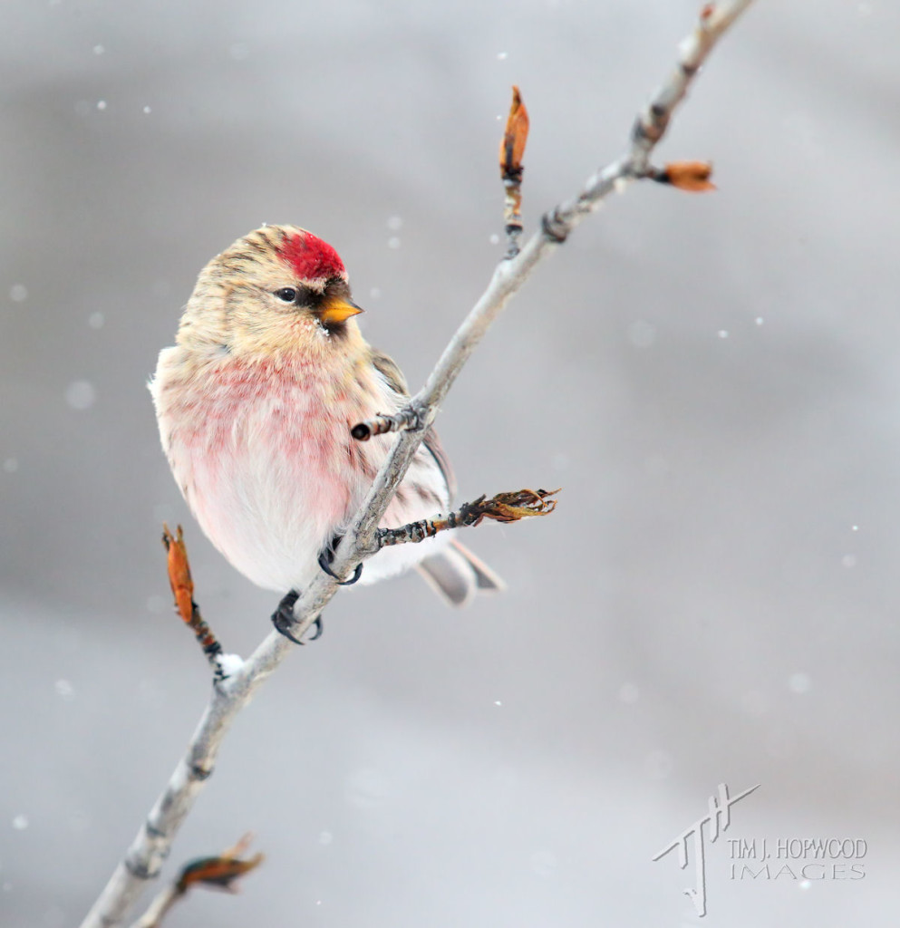 A Common Redpoll