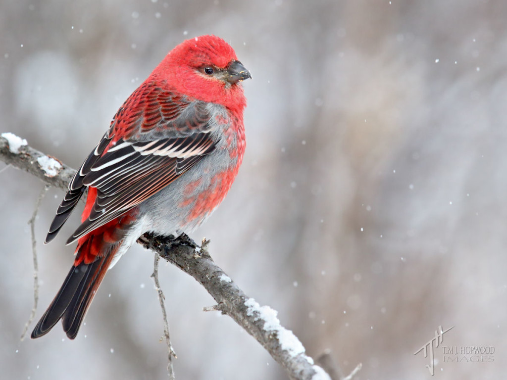 A male Pine Grosbeak in falling snow...a shot I've been hoping for for a long time!