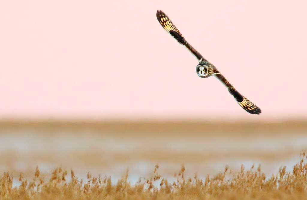 Short-eared Owl at dusk...the rapidly failing light really testing the limits of my camera gear here.