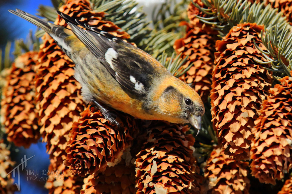 I think this may be a young male White-winged Crossbill